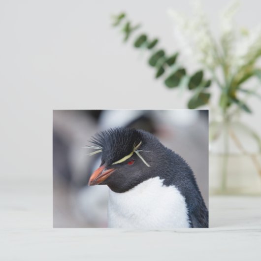 Southern Rockhopper Penguin Postkarte (Stehend Vorderseite)