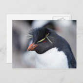 Southern Rockhopper Penguin Postkarte (Vorne/Hinten)