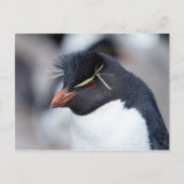 Southern Rockhopper Penguin Postkarte (Vorderseite)