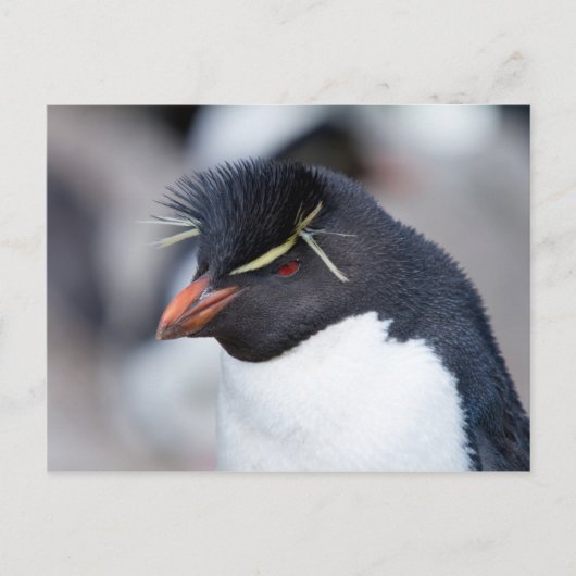 Southern Rockhopper Penguin Postkarte (Vorderseite)