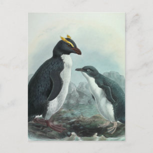 Southern Rockhopper Penguin Postkarte