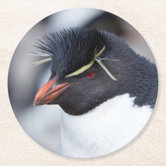 Southern Rockhopper Penguin Runder Pappuntersetzer (Vorderseite)
