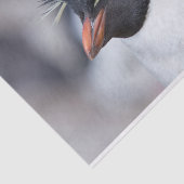 Southern Rockhopper Penguin Seidenpapier (Ausschnitt)