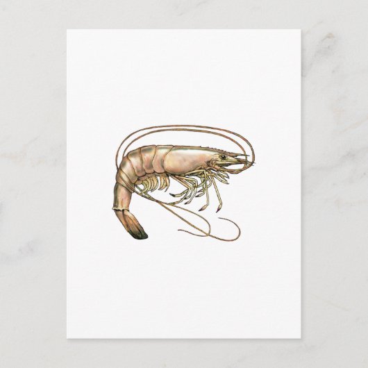 Southern Shrimp Art Postkarte (Vorderseite)