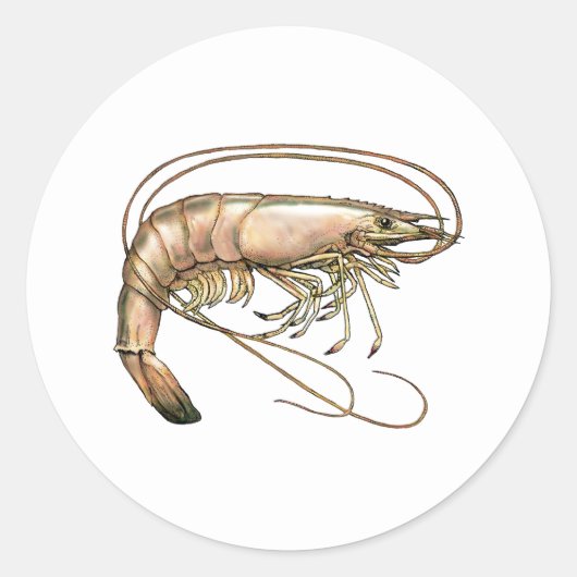 Southern Shrimp Art Runder Aufkleber (Vorderseite)