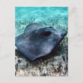 Southern Stingray Postkarte (Vorderseite)