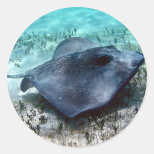 Southern Stingray Runder Aufkleber