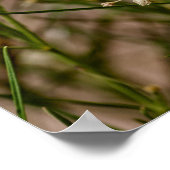 Southwestern Forager Poster (Ecke)