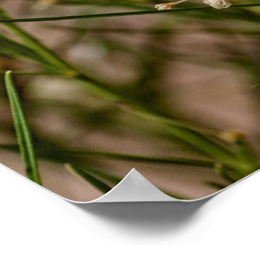 Southwestern Forager Poster (Ecke)