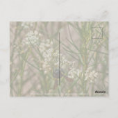 Southwestern Forager Postkarte (Rückseite)