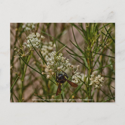 Southwestern Forager Postkarte (Vorderseite)