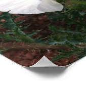 Southwestern Prickly Poppy Fotograf Poster (Ecke)