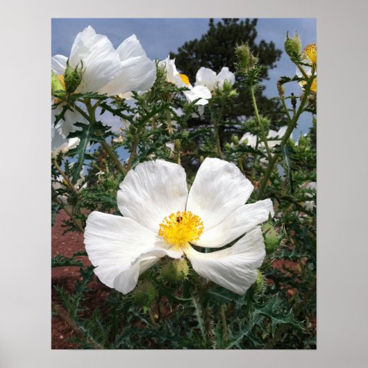 Southwestern Prickly Poppy Fotograf Poster (Vorne)