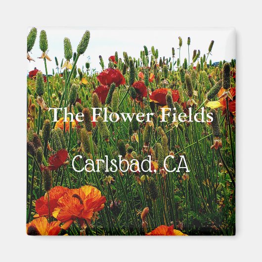 Souvenir Magnet, Blume Fields, Carlsbad, CA. Magnet (Vorne)