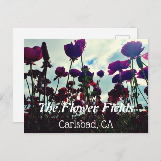 Souvenir Postcard: Blume Fields in Carlsbad, CA. Postkarte (Vorne/Hinten)