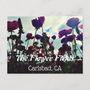 Souvenir Postcard: Blume Fields in Carlsbad, CA. Postkarte