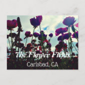 Souvenir Postcard: Blume Fields in Carlsbad, CA. Postkarte (Vorderseite)