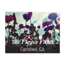 Souvenir Postcard: Blume Fields in Carlsbad, CA.