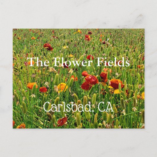 Souvenir Postcard: The Blume Fields, Carlsbad, CA Postkarte (Vorderseite)