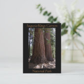 Souvenir Sequoia Kings Canyon Nationalpark Postkarte (Stehend Vorderseite)