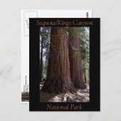 Souvenir Sequoia Kings Canyon Nationalpark Postkarte (Vorne/Hinten)