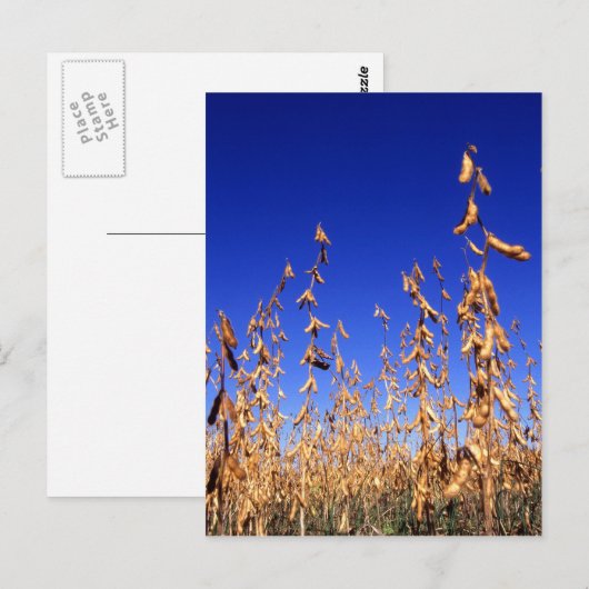 Soybeans Postkarte (Vorne/Hinten)