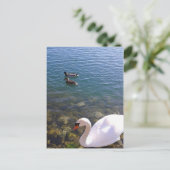 Soziale Distanz zwischen Schwan und Enten Postkarte (Stehend Vorderseite)