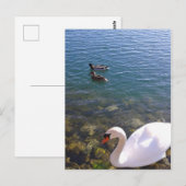 Soziale Distanz zwischen Schwan und Enten Postkarte (Vorne/Hinten)