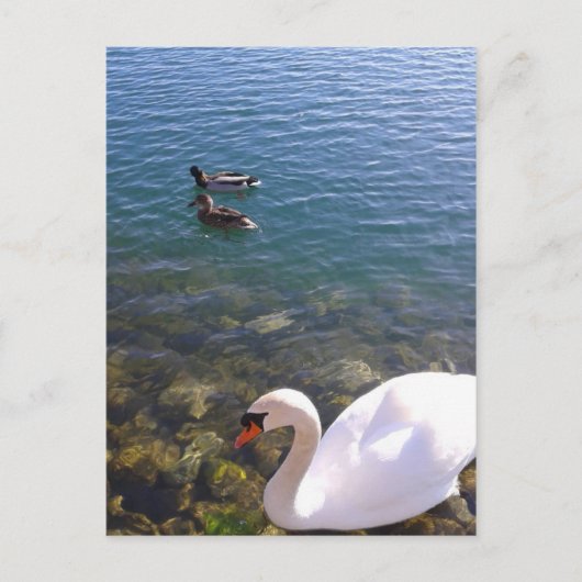 Soziale Distanz zwischen Schwan und Enten Postkarte (Vorderseite)