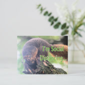 Soziales Eichhörnchen Postkarte (Stehend Vorderseite)