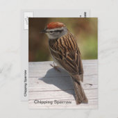 Spachtelammer (A) Postkarte (Vorne/Hinten)