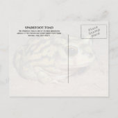Spadefoot Toad, White Sands Nationalpark Postcard Postkarte (Rückseite)