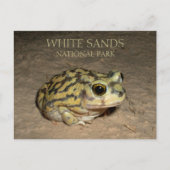 Spadefoot Toad, White Sands Nationalpark Postcard Postkarte (Vorderseite)