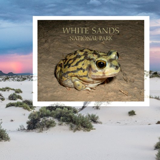 Spadefoot Toad, White Sands Nationalpark Postcard Postkarte