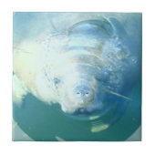 Spähen der Manatis-Fliese Fliese (Vorderseite)