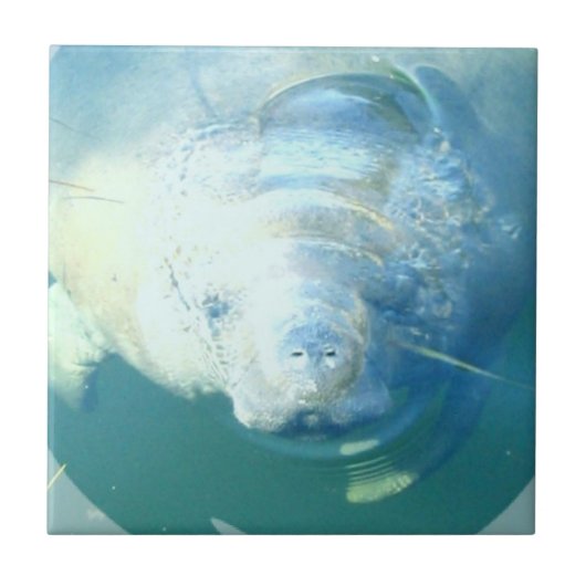 Spähen der Manatis-Fliese Fliese (Vorderseite)