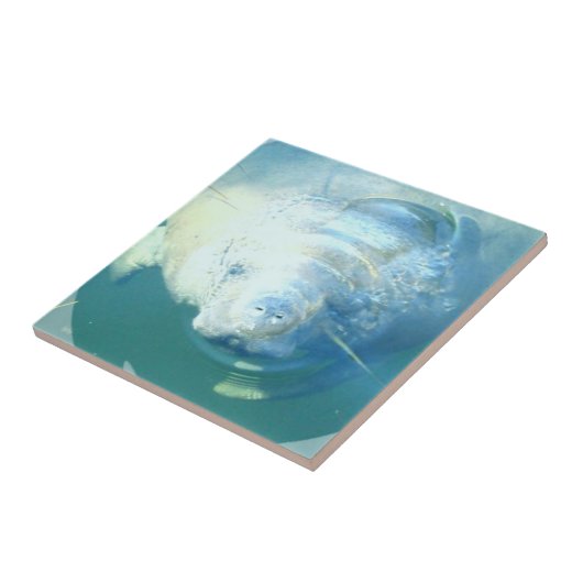 Spähen der Manatis-Fliese Fliese (Seite)