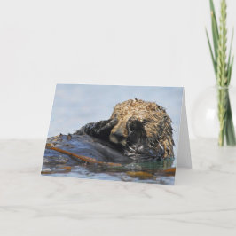 Spähen der Seeotter-Karte Karte