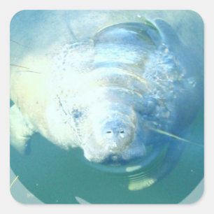 Spähen des Manatis-Aufklebers Quadratischer Aufkleber