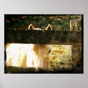 Spähen von Palomino Poster