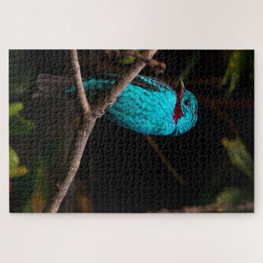 Spangled Cotinga Puzzle (Horizontal)