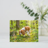 Spaniel beim Spaziergang durch einen hellen Frühli Postkarte (Stehend Vorderseite)