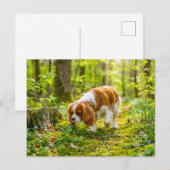Spaniel beim Spaziergang durch einen hellen Frühli Postkarte (Vorne/Hinten)