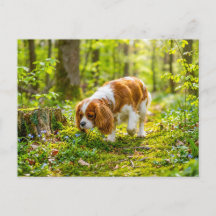 Spaniel beim Spaziergang durch einen hellen Frühli