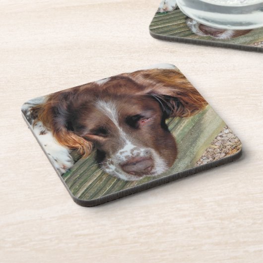 SPANIEL DOG GETRÄNKEUNTERSETZER (Linke Seite)