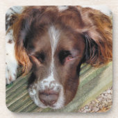 SPANIEL DOG GETRÄNKEUNTERSETZER (Vorderseite)