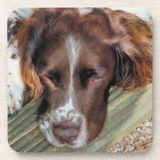 SPANIEL DOG GETRÄNKEUNTERSETZER (Vorderseite)