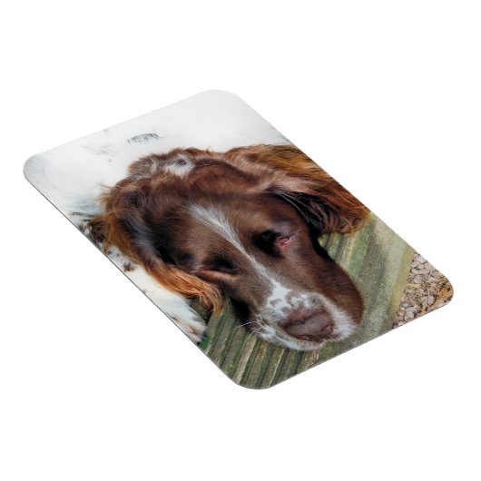 SPANIEL DOG MAGNET (Rechte Seite)