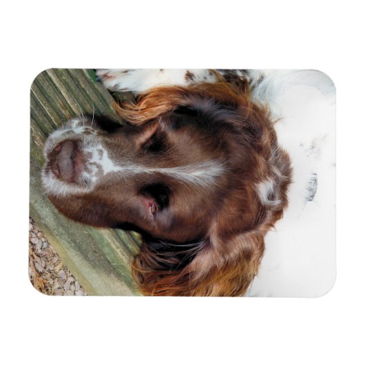 SPANIEL DOG MAGNET (Horizontal)