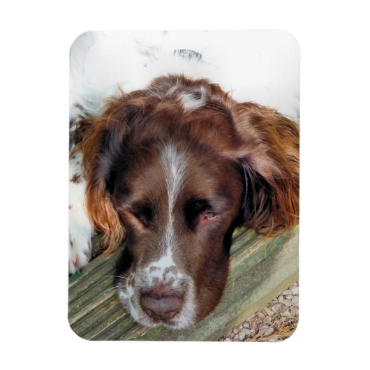 SPANIEL DOG MAGNET (Vertikal)